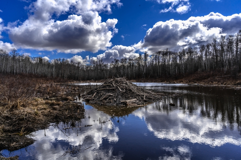 Beaver-Lodge-April-18-2021-300ppi