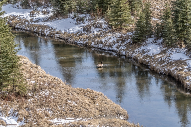 Canada-Good-Jarvis-Creek-April-17-2024-300ppi