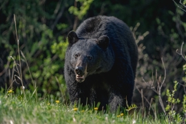 Blsack-Bear-1-May-26-2023-300ppi-7306751